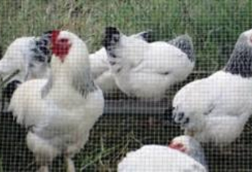 Replacing the Poultry Farms