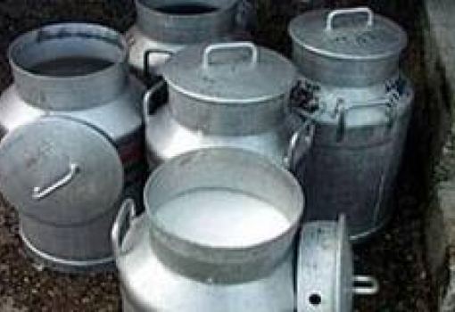 Establishing a Unit for Milk Manufacturing